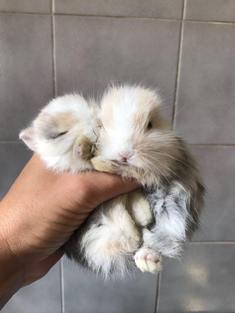 Pappagalli Inseparabili  Veterinario Esotici Amelia D'Ambrosio