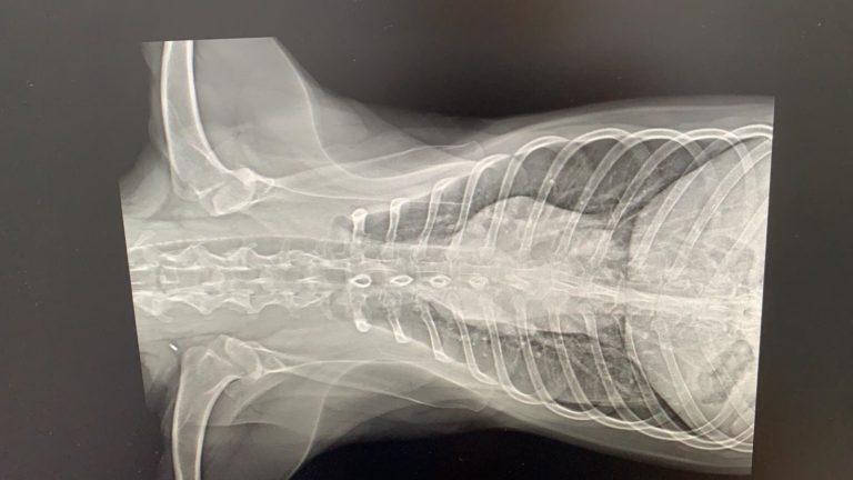 radiologia